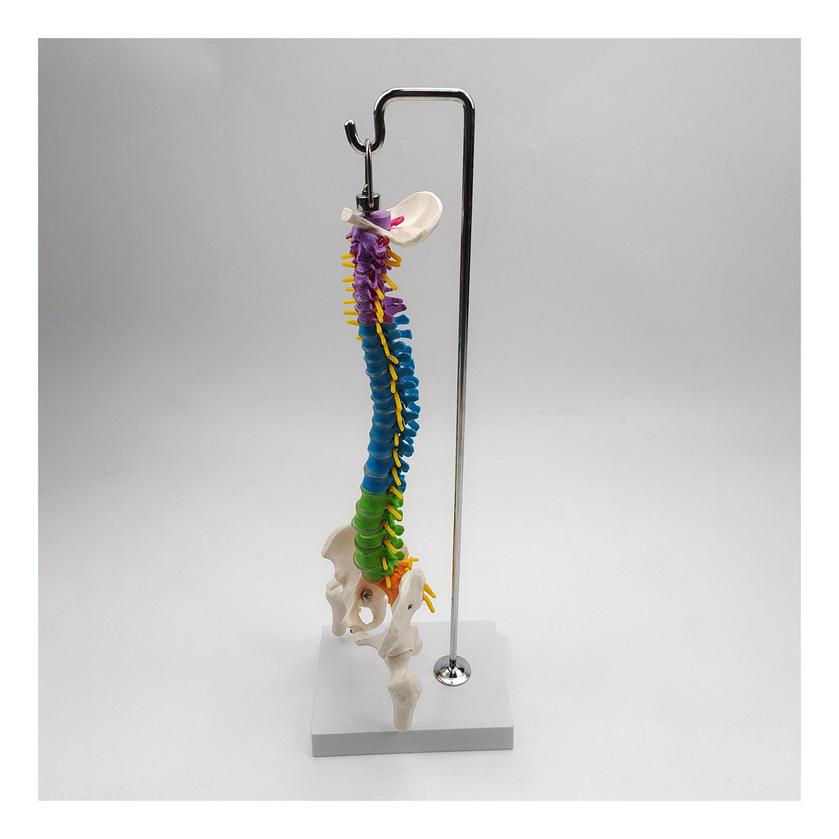Modelo De Vertebral Modelo De Anatomia De Com Pelve Fêmur - Imagem 6