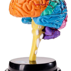 Ferramenta De Anatomia Do Cérebro Modelo De Função