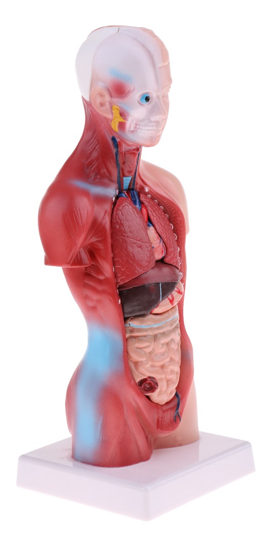 Modelo De Anatomia De Esqueleto De Cérebro De Coração De - Imagem 4