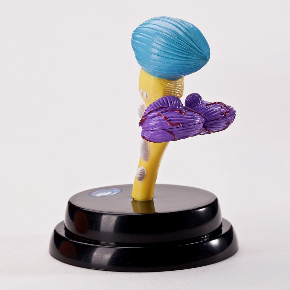 Ferramenta De Anatomia Do Cérebro Modelo De Função - Imagem 10