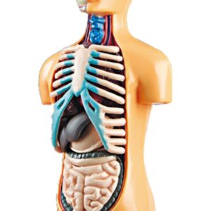 Sala De Aula De Modelo De Corpo Humano De Ciências Com