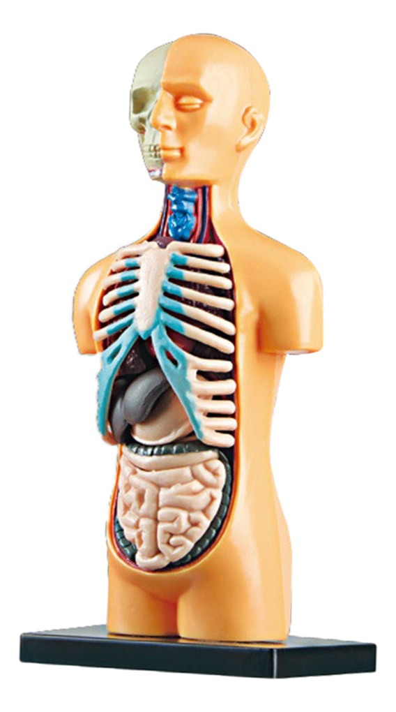 Sala De Aula De Modelo De Corpo Humano De Ciências Com