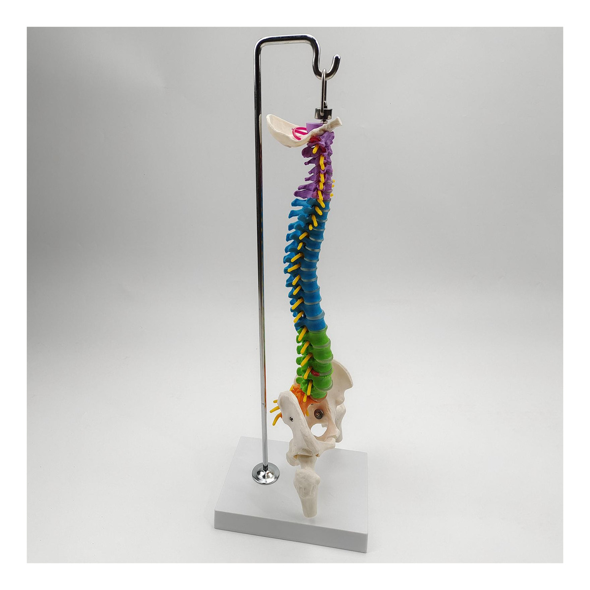 Modelo De Vertebral Modelo De Anatomia De Com Pelve Fêmur - Imagem 8