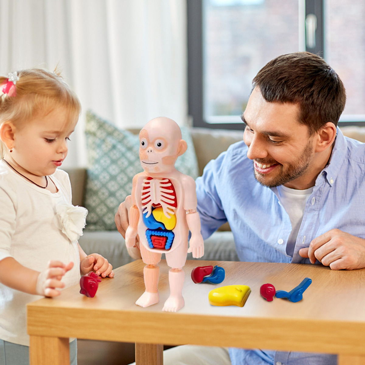 V Brinquedo Infantil Modelo De Corpo Humano 3d Anatomia De Ó