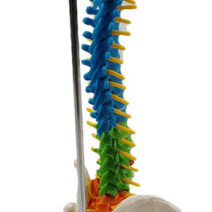 Modelo De Vertebral Modelo De Anatomia De Com Pelve Fêmur