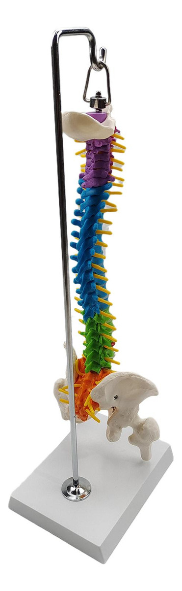 Modelo De Vertebral Modelo De Anatomia De Com Pelve Fêmur