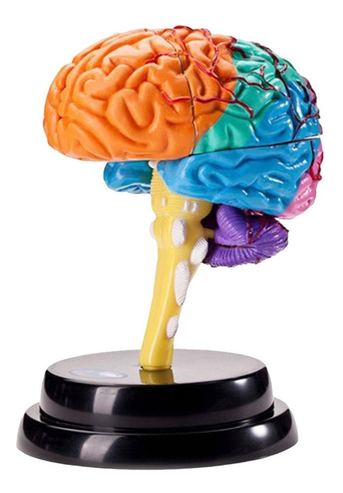 Ferramenta De Anatomia Do Cérebro Modelo De Função - Imagem 2
