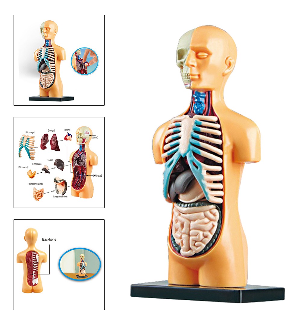 Sala De Aula De Modelo De Corpo Humano De Ciências Com - Imagem 7