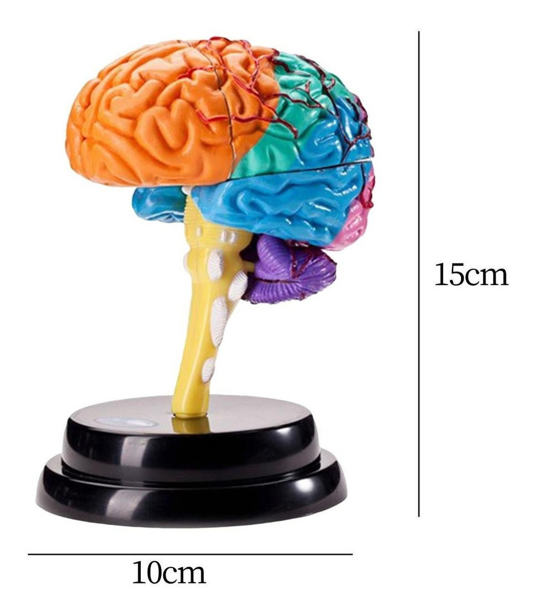 Ferramenta De Anatomia Do Cérebro Modelo De Função - Imagem 12