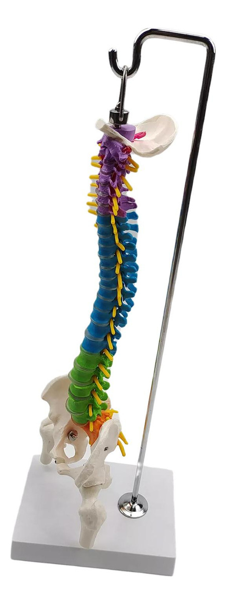 Modelo De Vertebral Modelo De Anatomia De Com Pelve Fêmur - Imagem 10