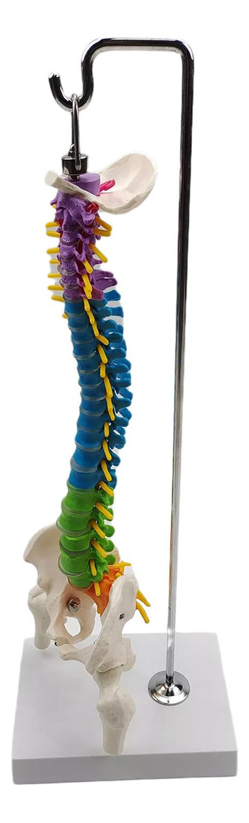 Modelo De Vertebral Modelo De Anatomia De Com Pelve Fêmur - Imagem 2