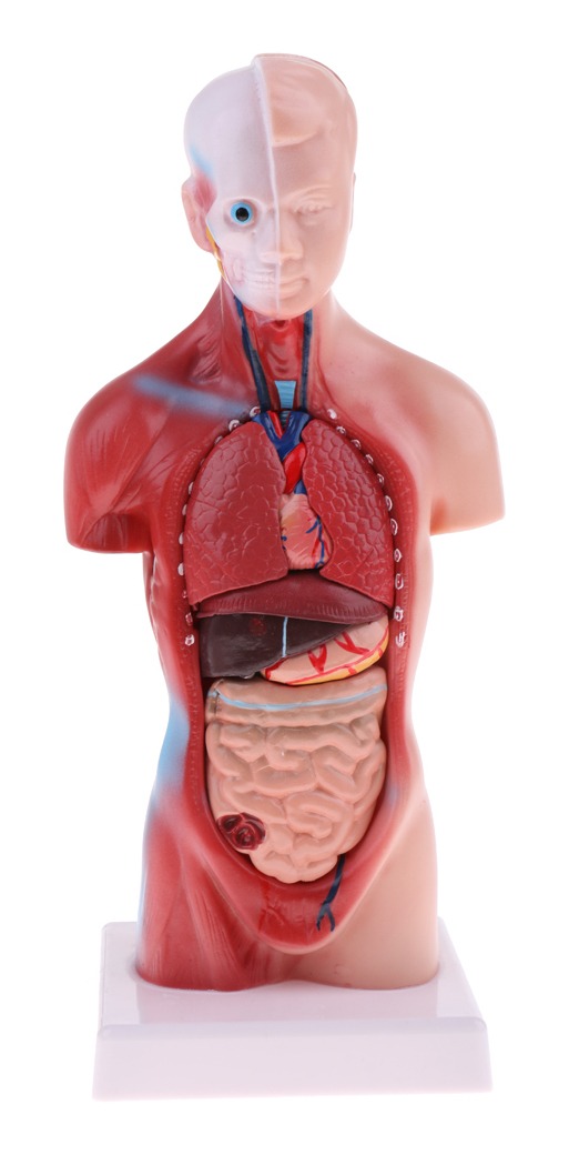 Modelo De Anatomia De Esqueleto De Cérebro De Coração De - Imagem 9