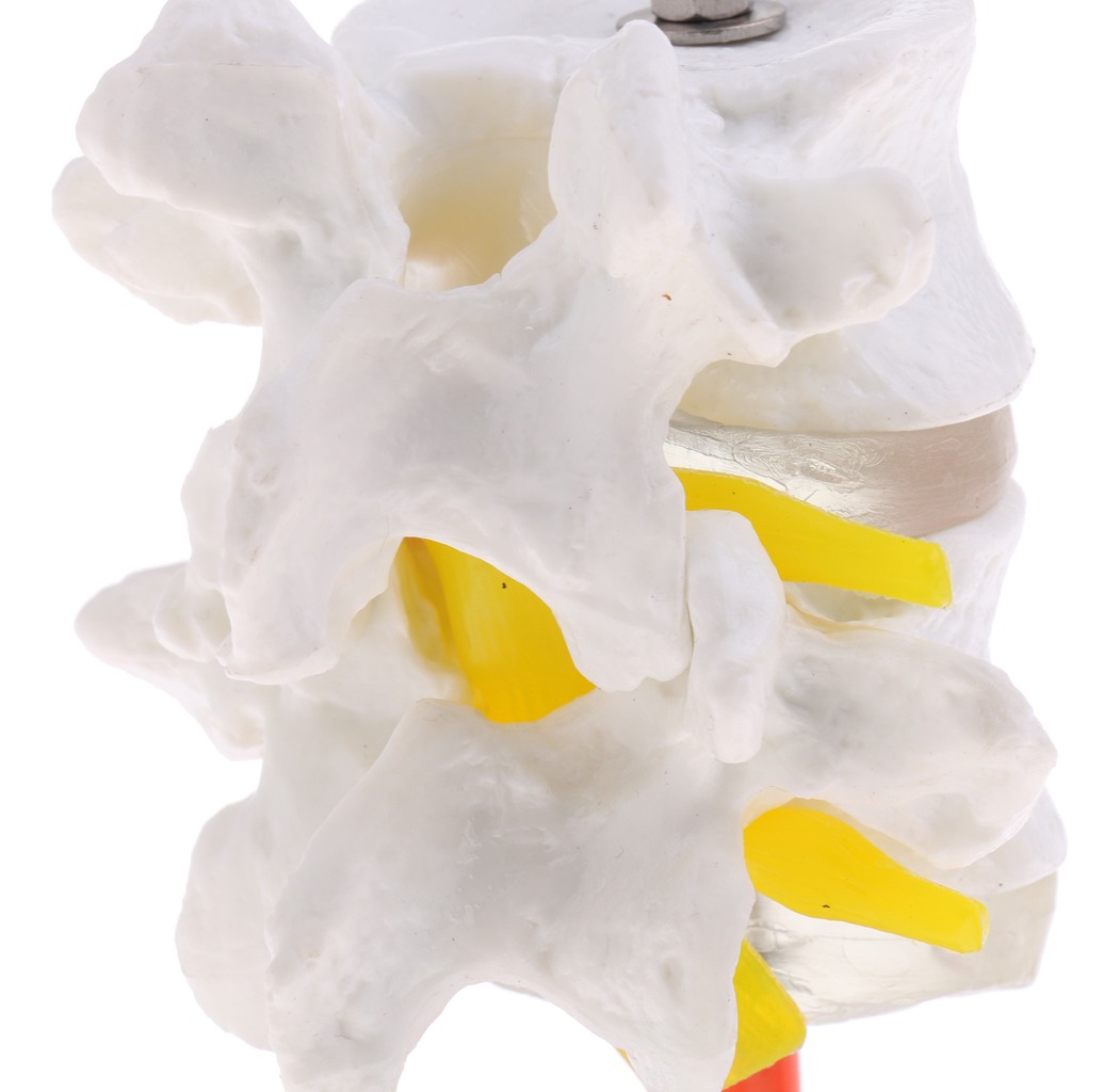 Vértebra Lombar Da Coluna Vertebral Humana 1: 1 Com Modelo - Imagem 4