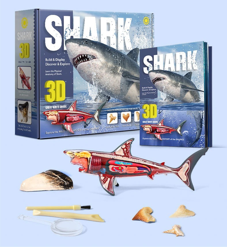 Brinquedos Infantis Criativos De Anatomia De Tubarão 3d - Imagem 5