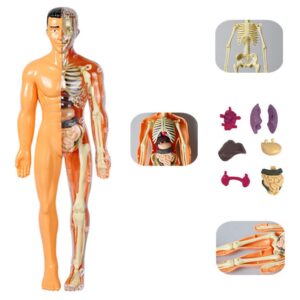 Brinquedos De Montagem De Ensino Infantil Modelo De Torso Hu