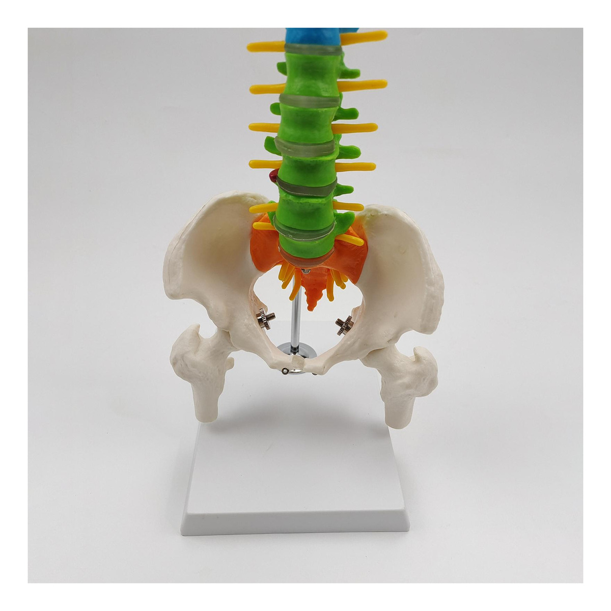 Modelo De Vertebral Modelo De Anatomia De Com Pelve Fêmur - Imagem 11