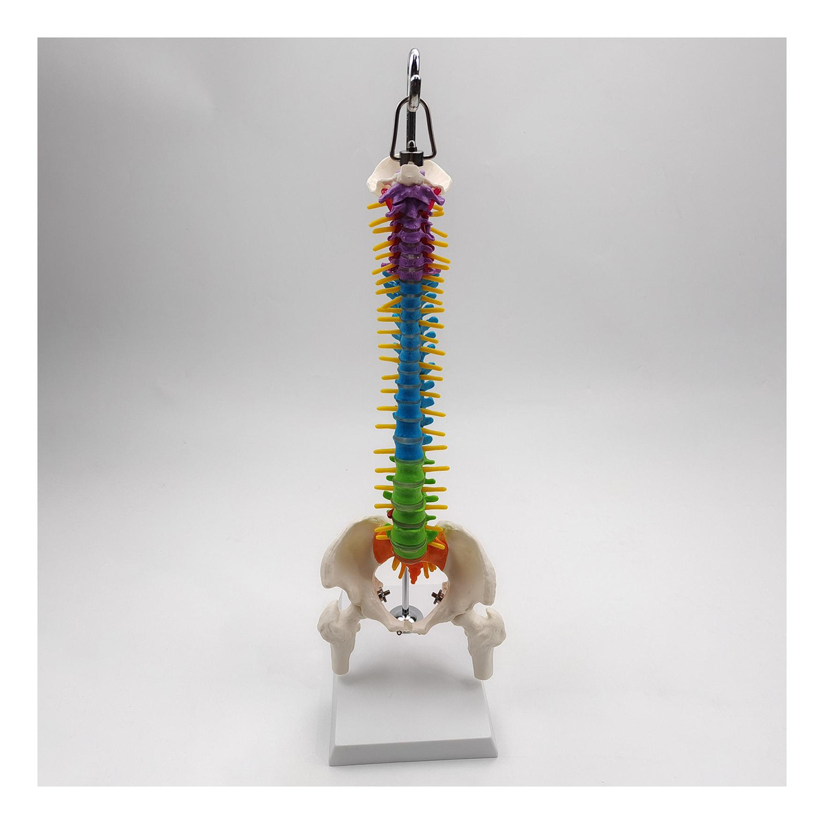Modelo De Vertebral Modelo De Anatomia De Com Pelve Fêmur - Imagem 7