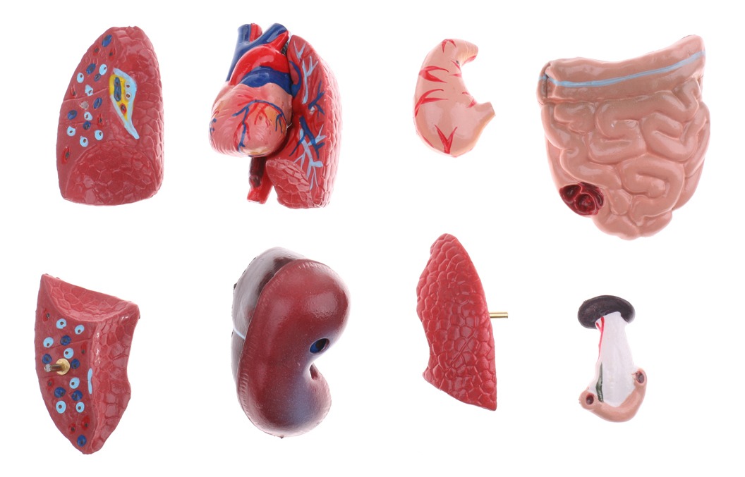 Modelo De Anatomia De Esqueleto De Cérebro De Coração De - Imagem 8