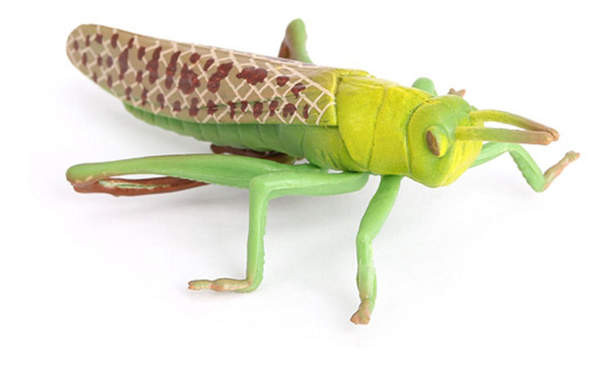 Figuras De Crescimento Do Gafanhoto Da Natureza Plástica, - Imagem 9
