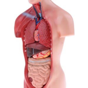 Modelo De Anatomia De Esqueleto De Cérebro De Coração De
