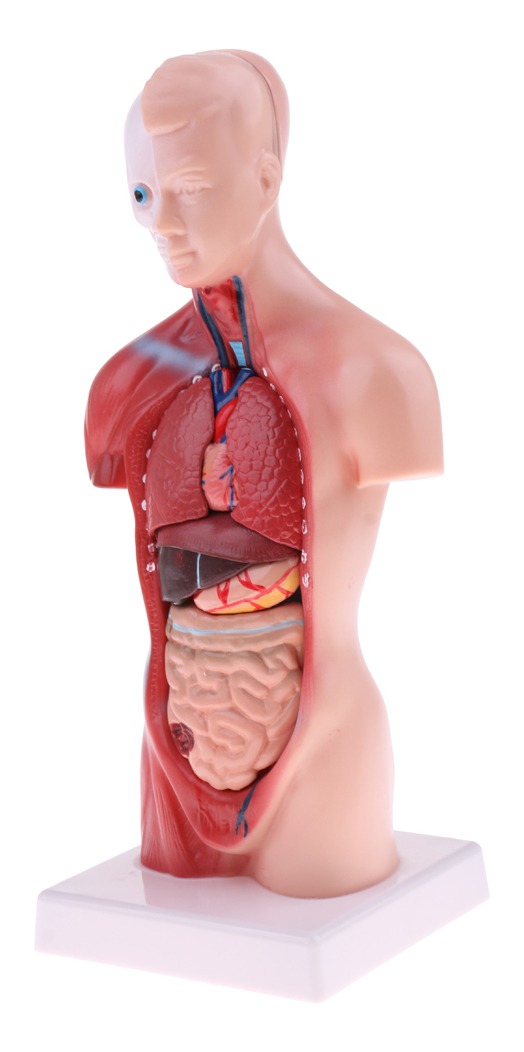 Modelo De Anatomia De Esqueleto De Cérebro De Coração De