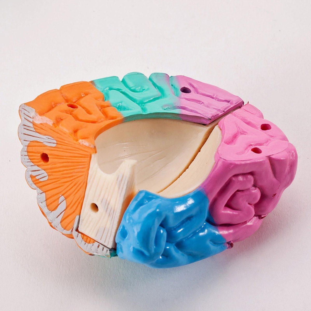 Ferramenta De Anatomia Do Cérebro Modelo De Função - Imagem 11