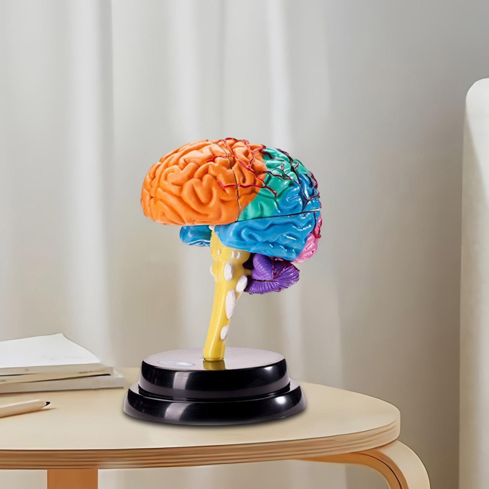 Ferramenta De Anatomia Do Cérebro Modelo De Função - Imagem 5