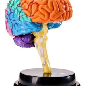 Ferramenta De Anatomia Do Cérebro Modelo De Função
