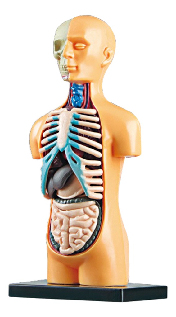 Sala De Aula De Modelo De Corpo Humano De Ciências Com - Imagem 2