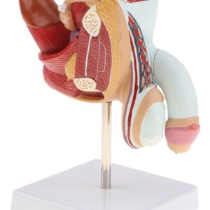 Reprodução Masculina Humana Médica Sistema Urinário Patológi