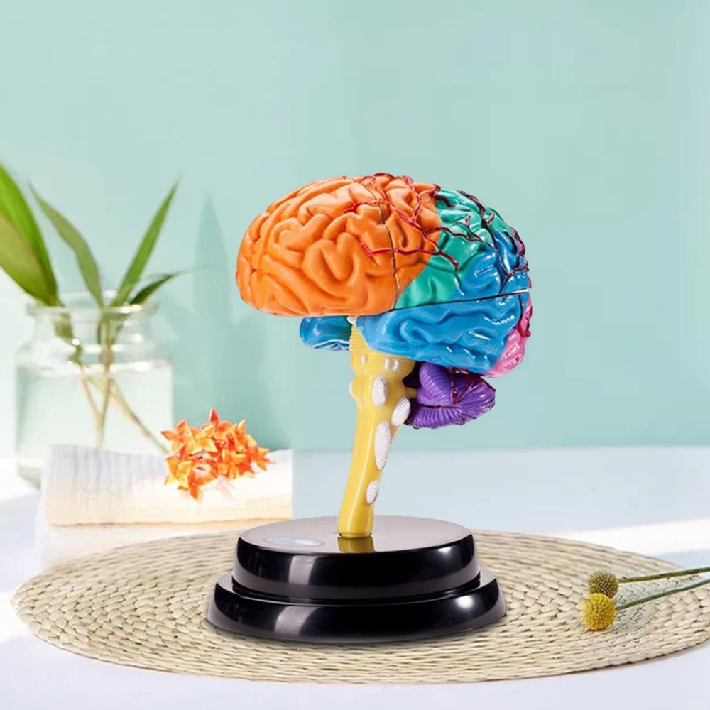 Ferramenta De Anatomia Do Cérebro Modelo De Função - Imagem 7