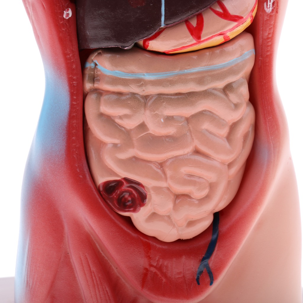Modelo De Anatomia De Esqueleto De Cérebro De Coração De - Imagem 6