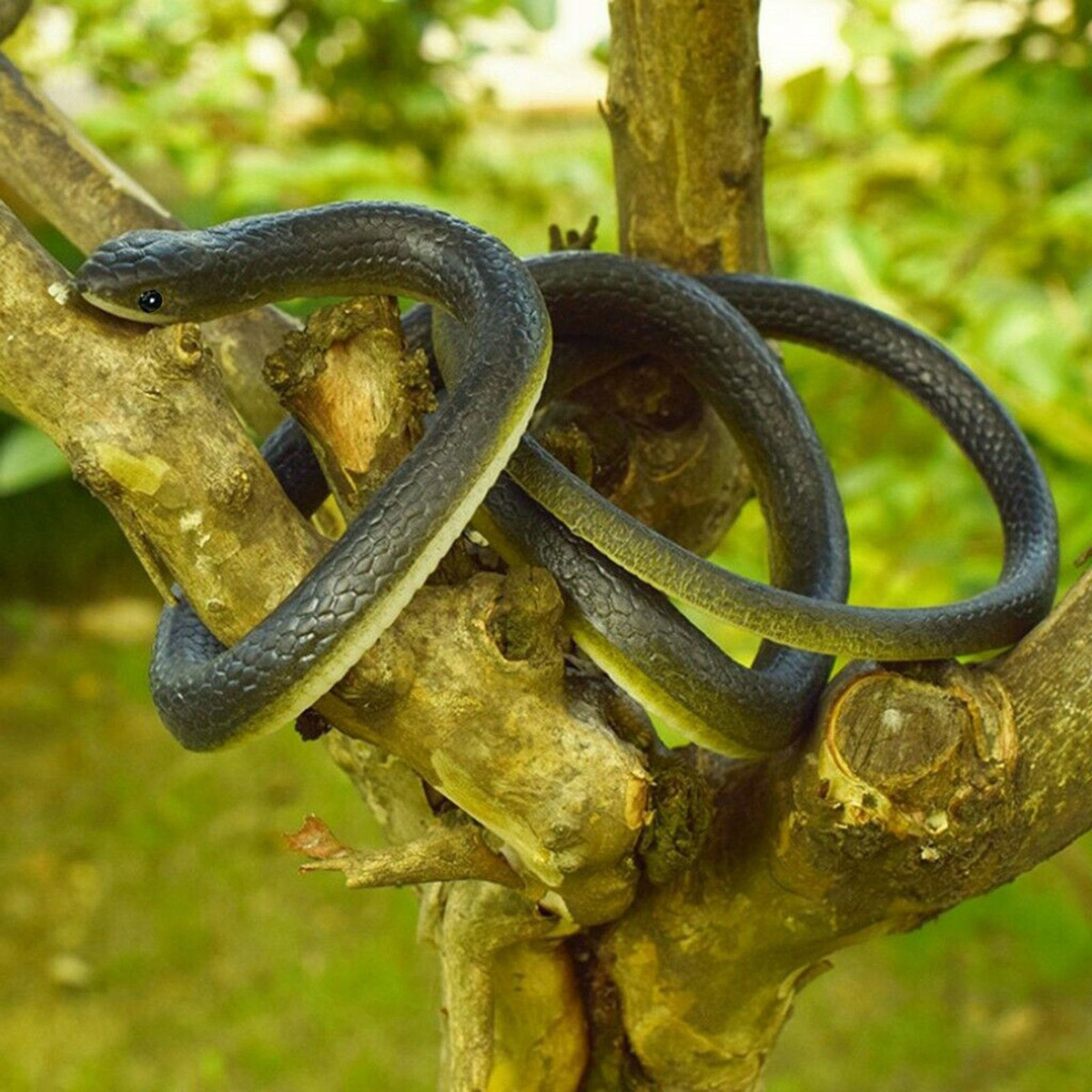 Simulação Falsa Realista De 120 Cm De Borracha Para Cobra - Imagem 4