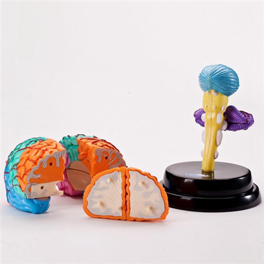 Ferramenta De Anatomia Do Cérebro Modelo De Função - Imagem 9