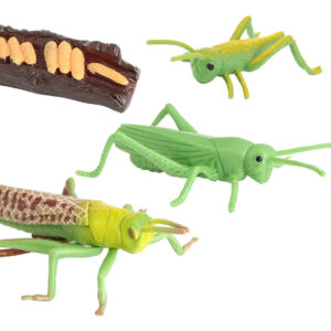 Figuras De Crescimento Do Gafanhoto Da Natureza Plástica,