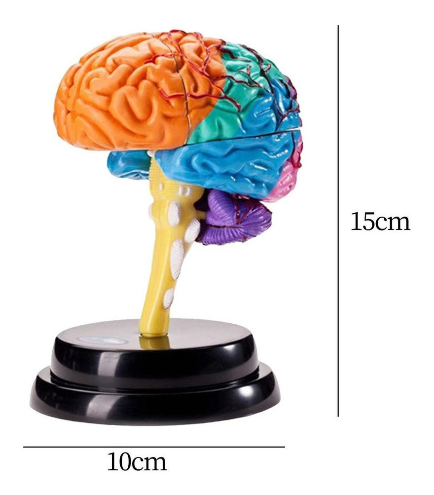 Ferramenta De Anatomia Do Cérebro Modelo De Função - Imagem 3