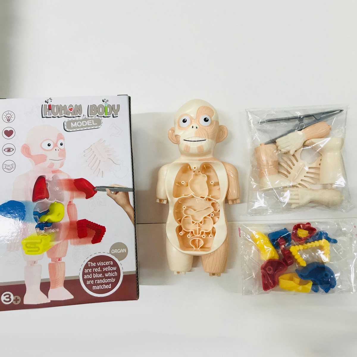V Brinquedo Infantil Modelo De Corpo Humano 3d Anatomia De Ó - Imagem 4