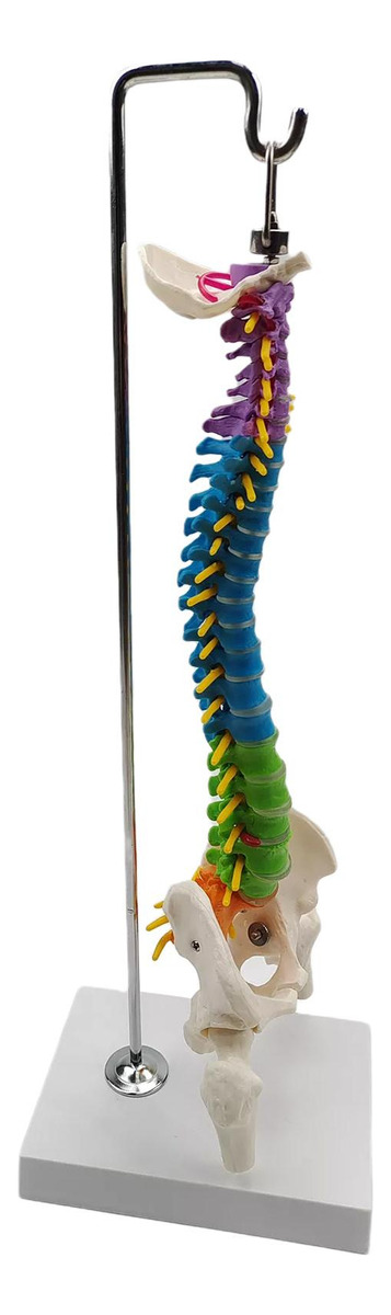 Modelo De Vertebral Modelo De Anatomia De Com Pelve Fêmur - Imagem 4