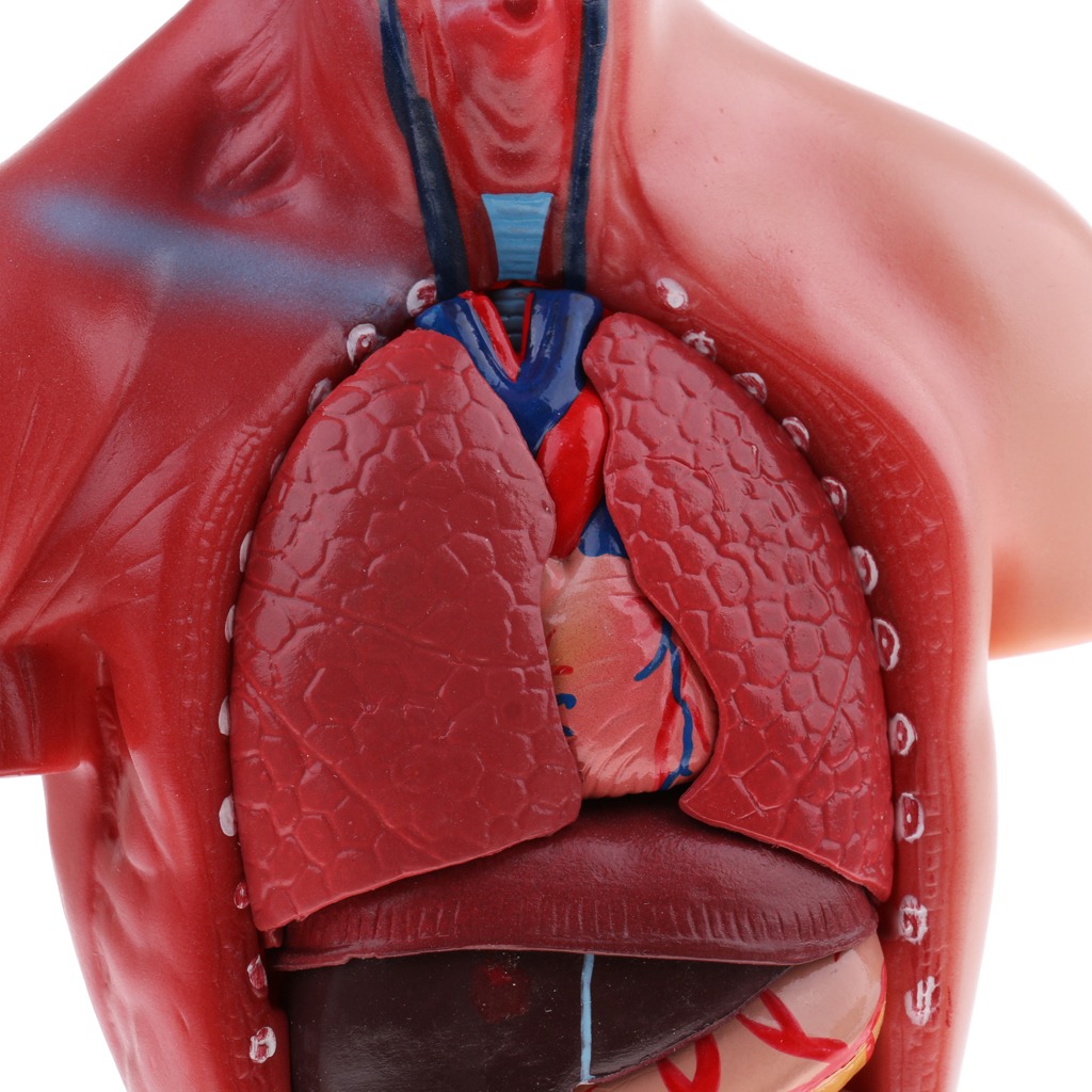Modelo De Anatomia De Esqueleto De Cérebro De Coração De - Imagem 5