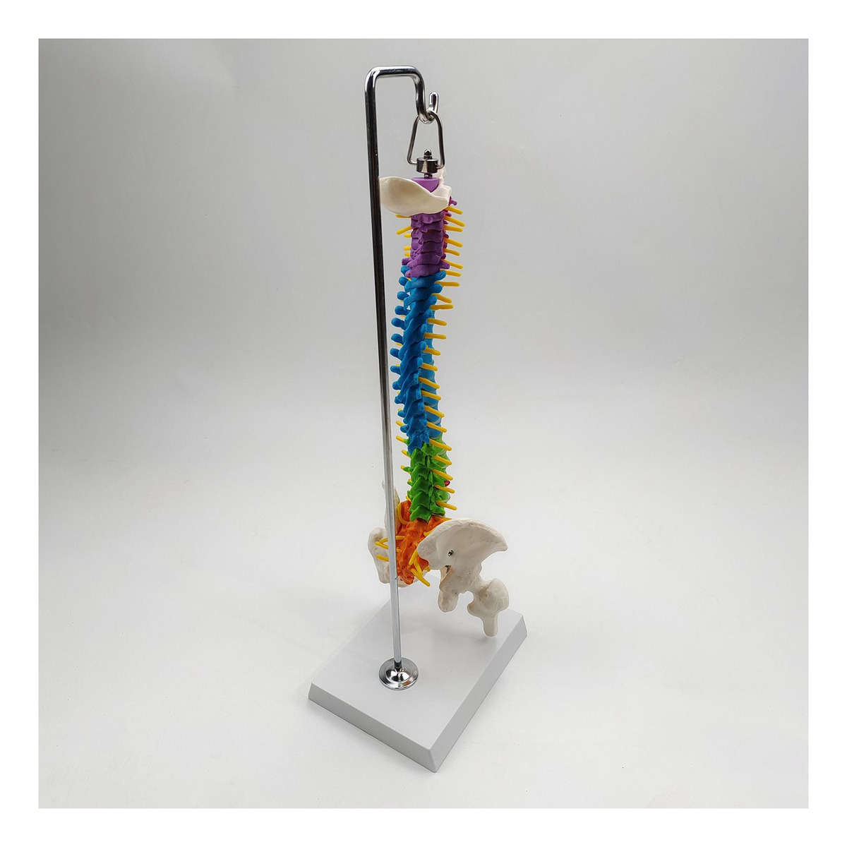 Modelo De Vertebral Modelo De Anatomia De Com Pelve Fêmur - Imagem 9