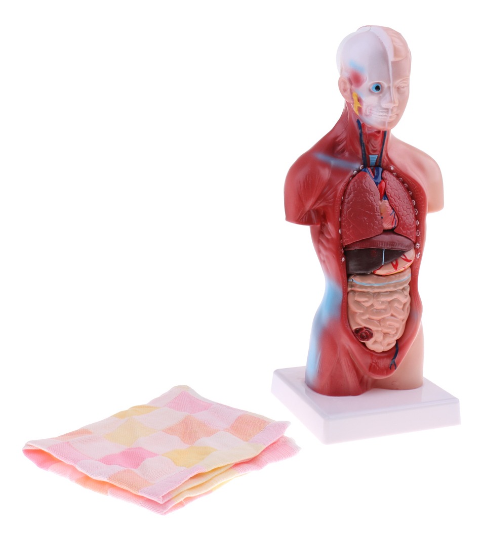 Modelo De Anatomia De Esqueleto De Cérebro De Coração De - Imagem 7