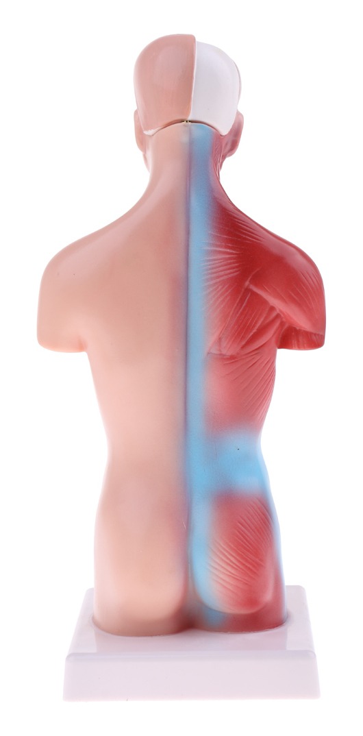 Modelo De Anatomia De Esqueleto De Cérebro De Coração De - Imagem 3