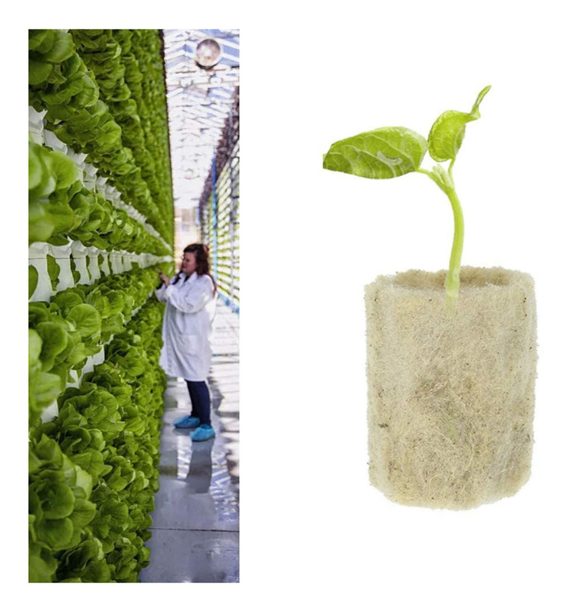 Rockwool Cresce Folhas Do Acionador De Partida Dos Cubos, Cu - Imagem 9