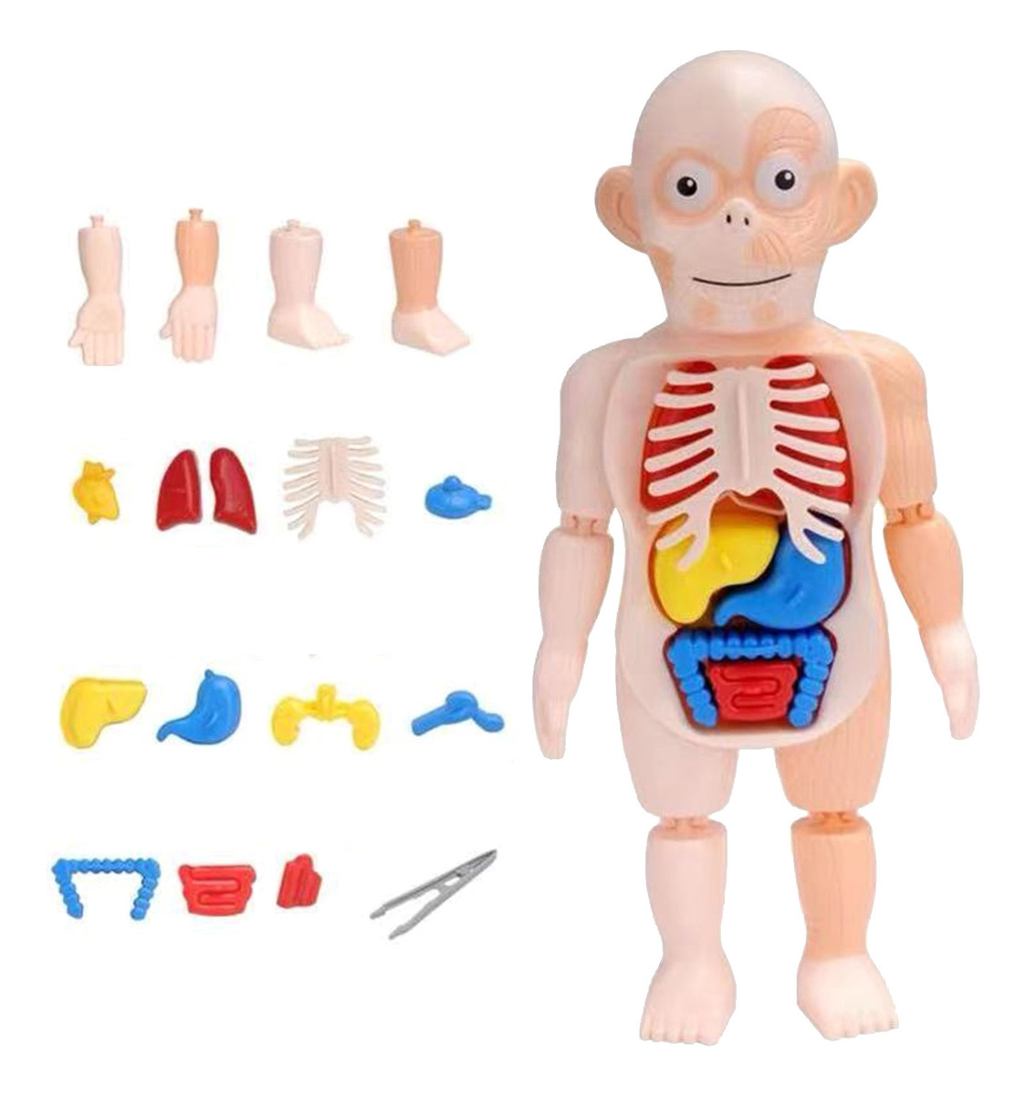 V Brinquedo Infantil Modelo De Corpo Humano 3d Anatomia De Ó - Imagem 5