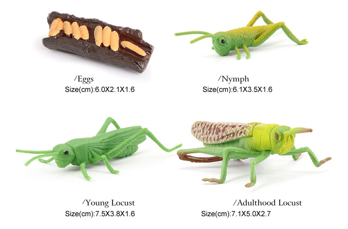 Figuras De Crescimento Do Gafanhoto Da Natureza Plástica, - Imagem 10