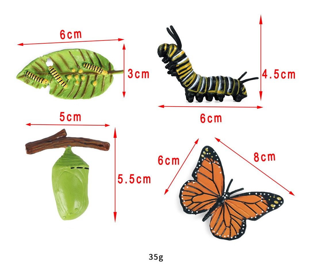 3 Conjunto De Ciclo De Vida De Crescimento De Insetos De - Imagem 4