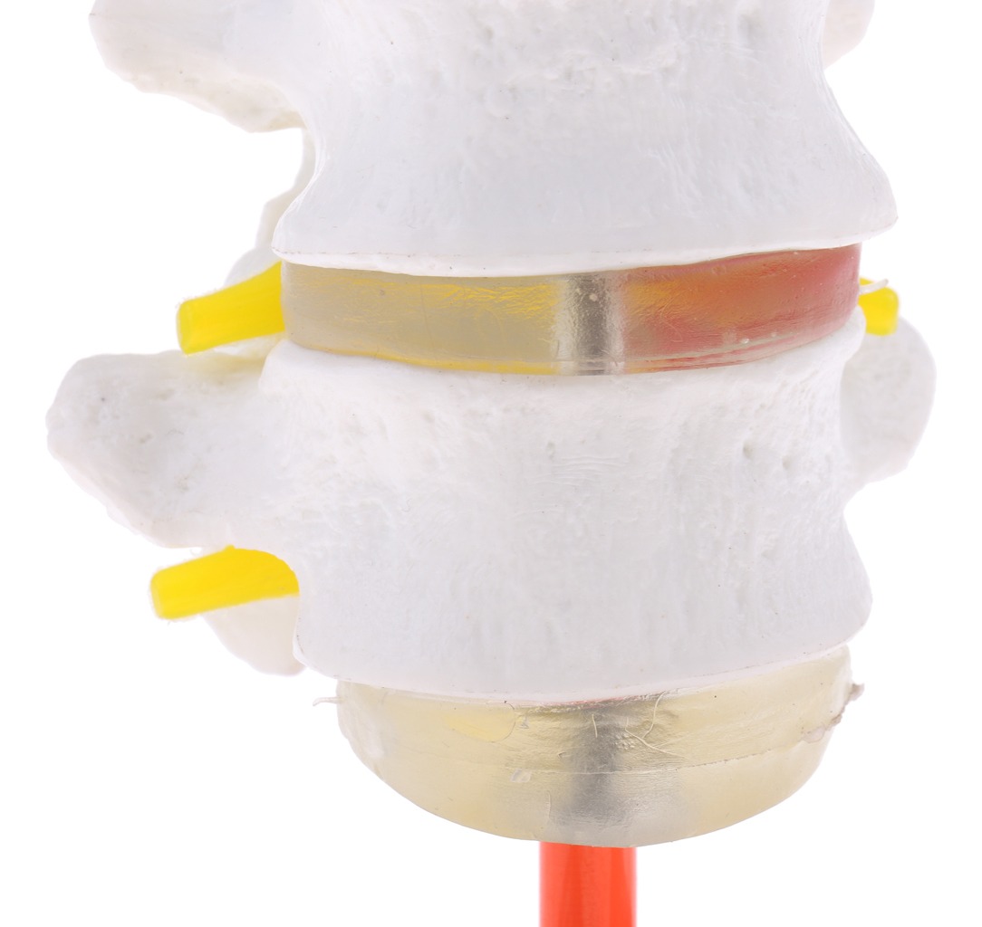 Vértebra Lombar Da Coluna Vertebral Humana 1: 1 Com Modelo - Imagem 5