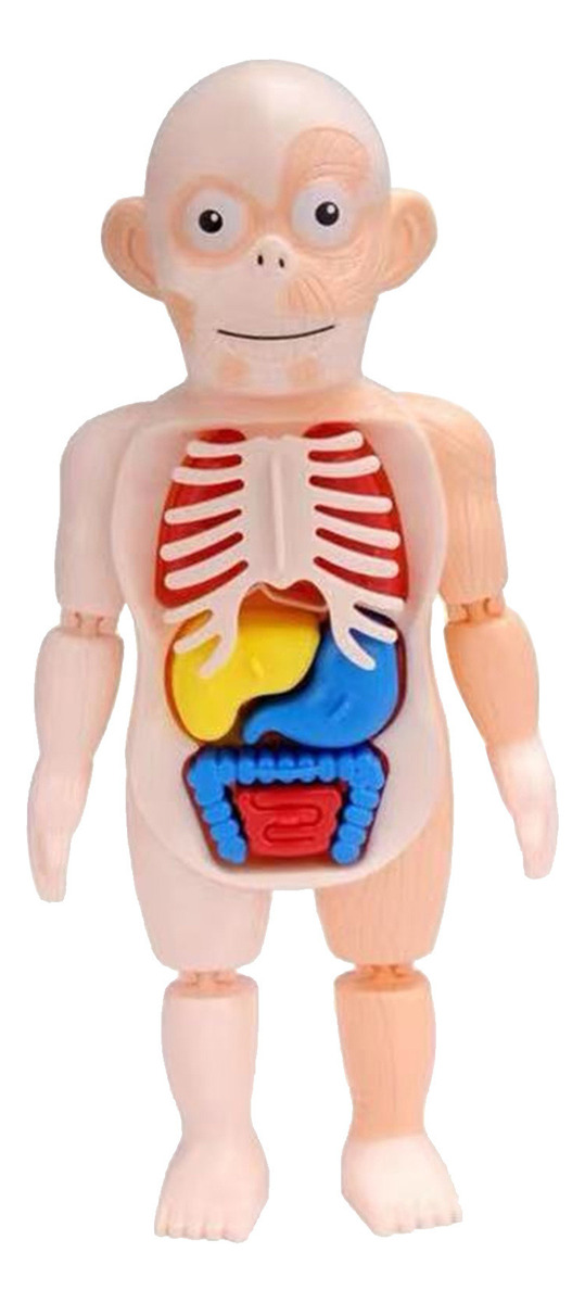 V Brinquedo Infantil Modelo De Corpo Humano 3d Anatomia De Ó - Imagem 2