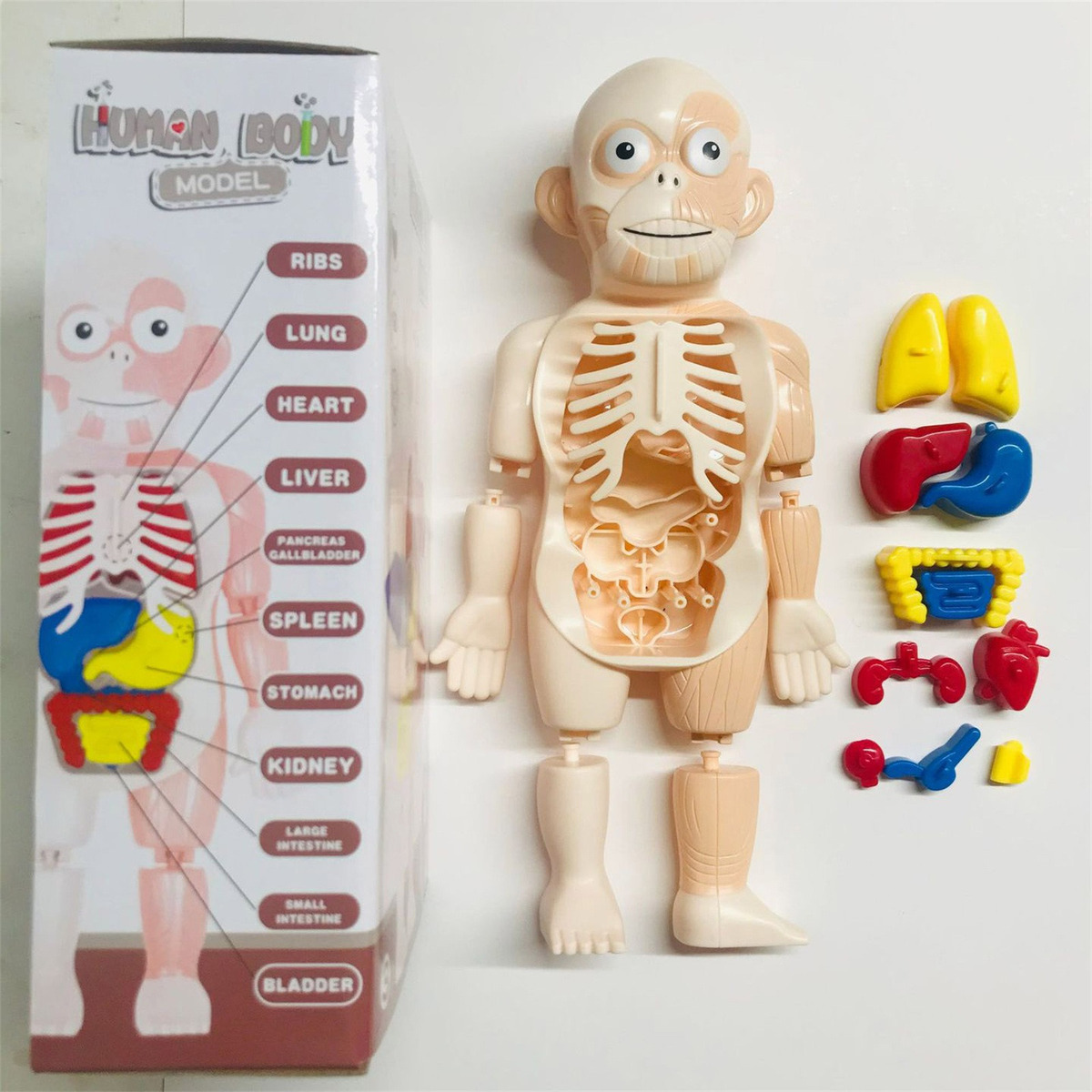 V Brinquedo Infantil Modelo De Corpo Humano 3d Anatomia De Ó - Imagem 7