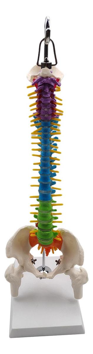 Modelo De Vertebral Modelo De Anatomia De Com Pelve Fêmur - Imagem 3